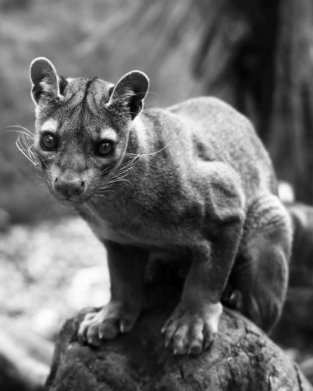 Fossa