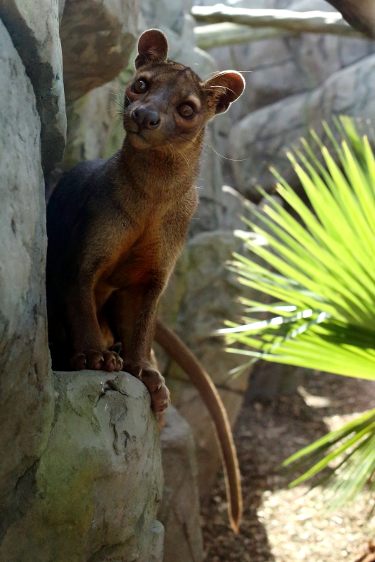 Fossa