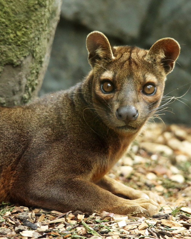 Fossa