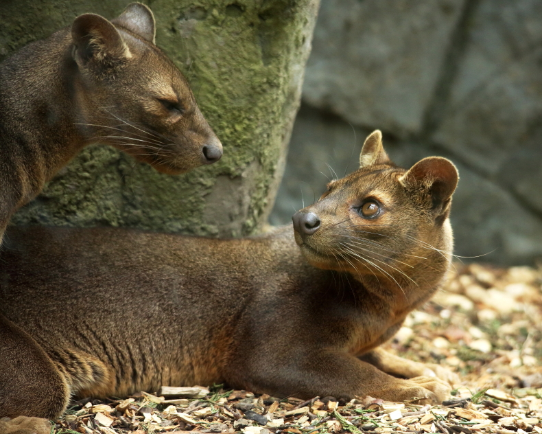 Fossa