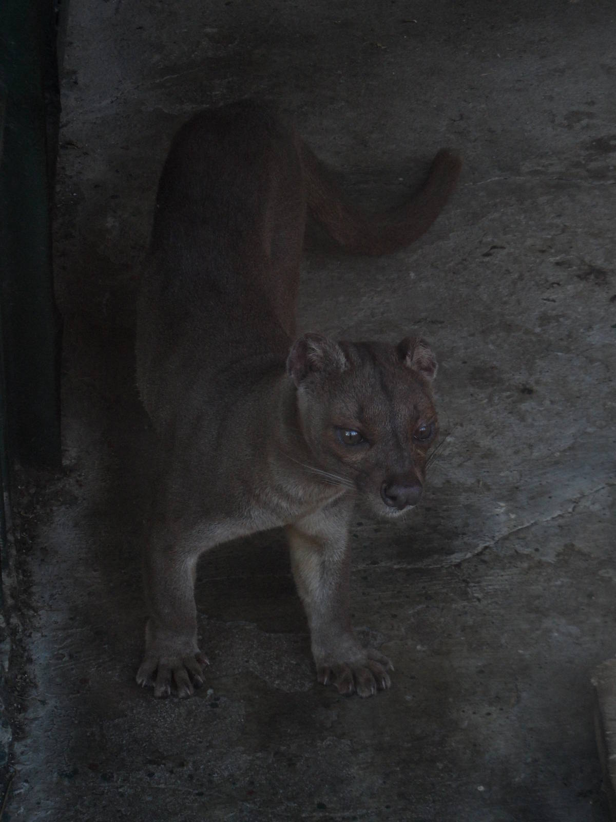 Fossa