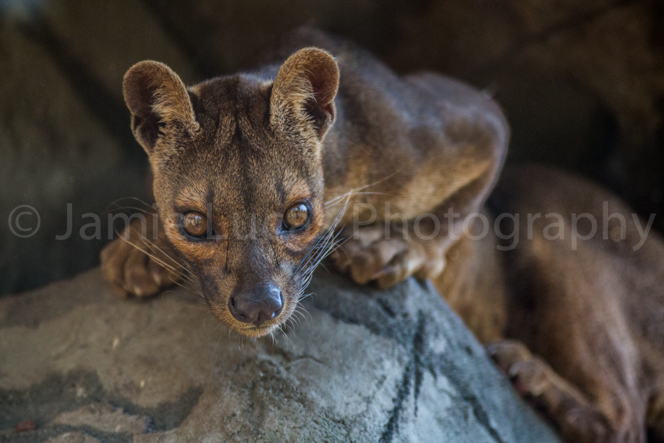 Fossa