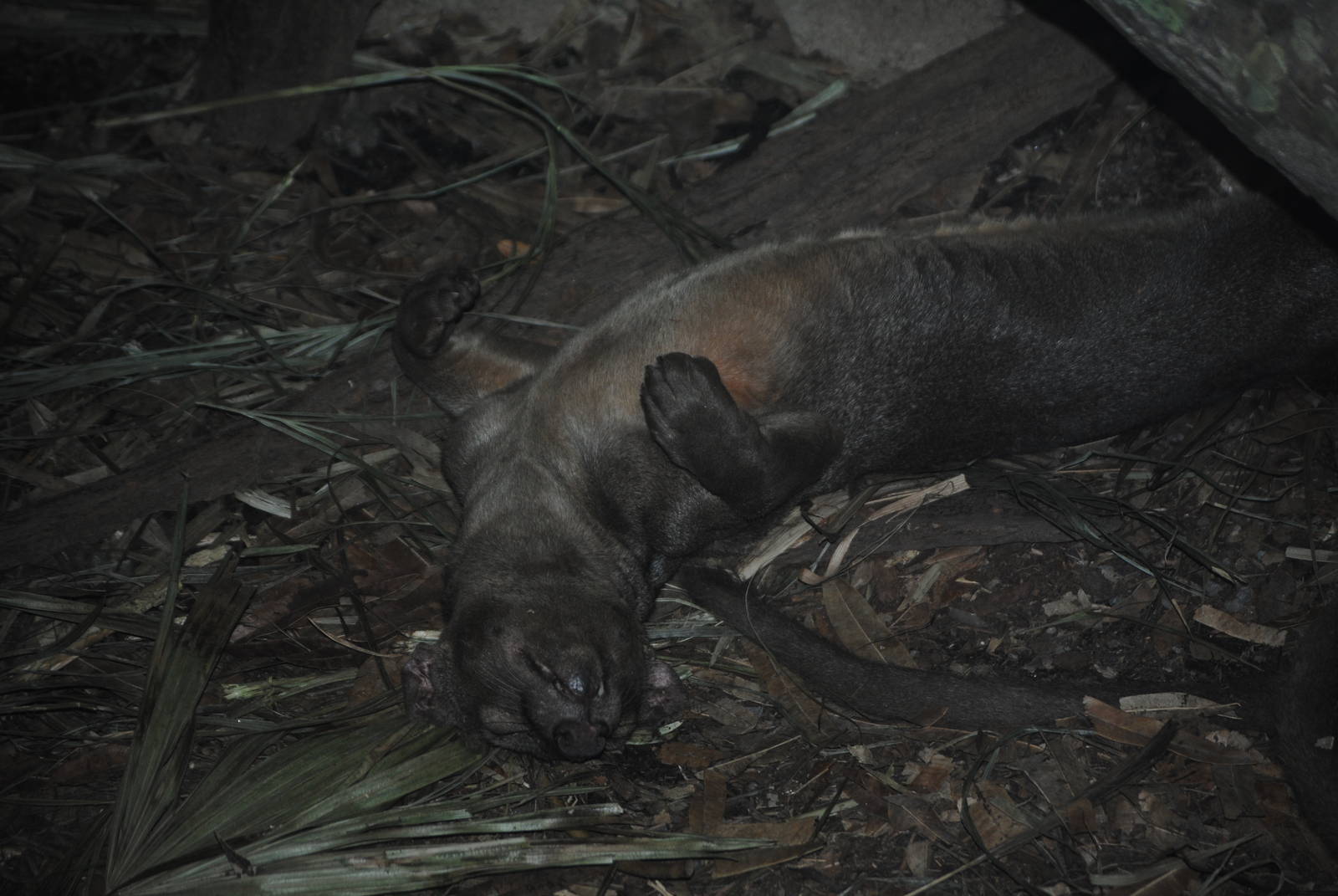 Fossa