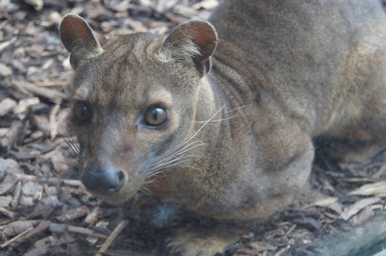 Fossa