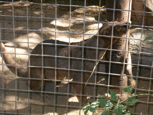Fossa