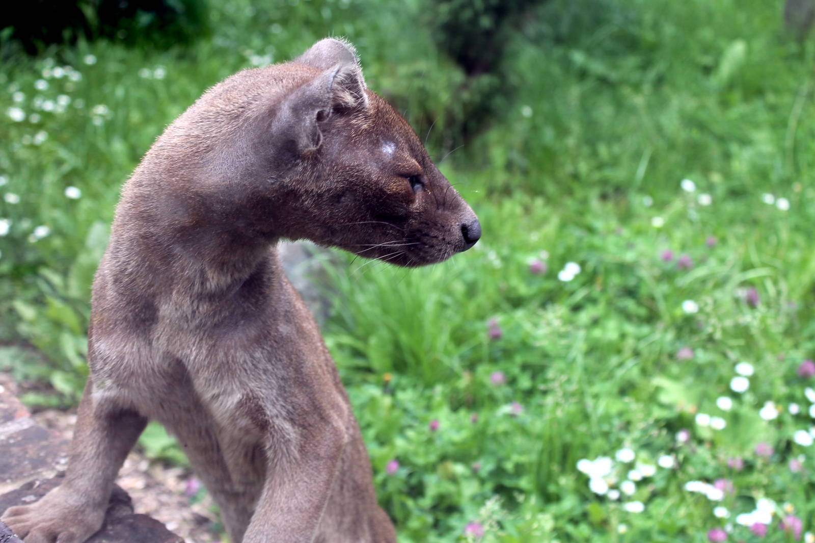 Fossa