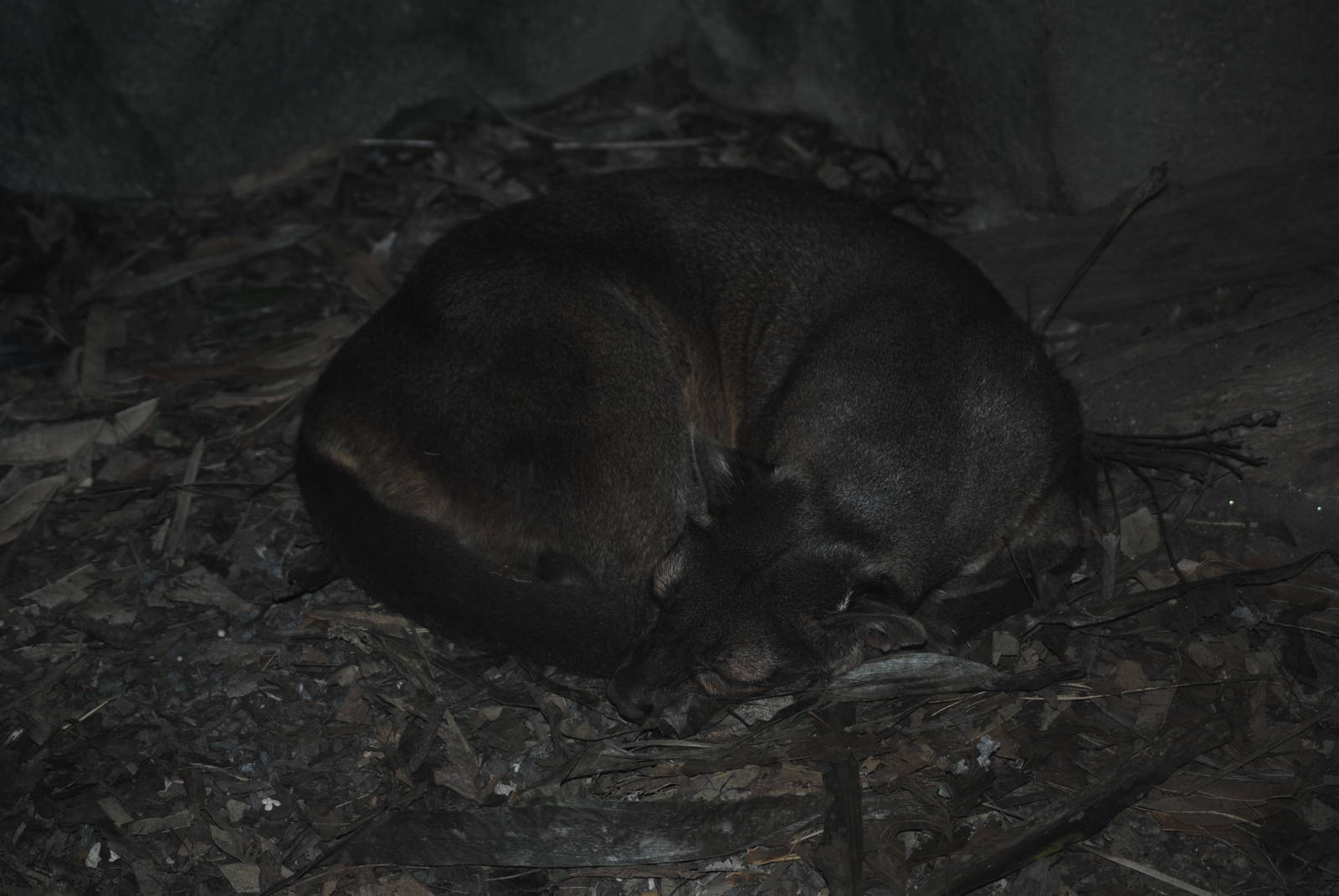 Fossa