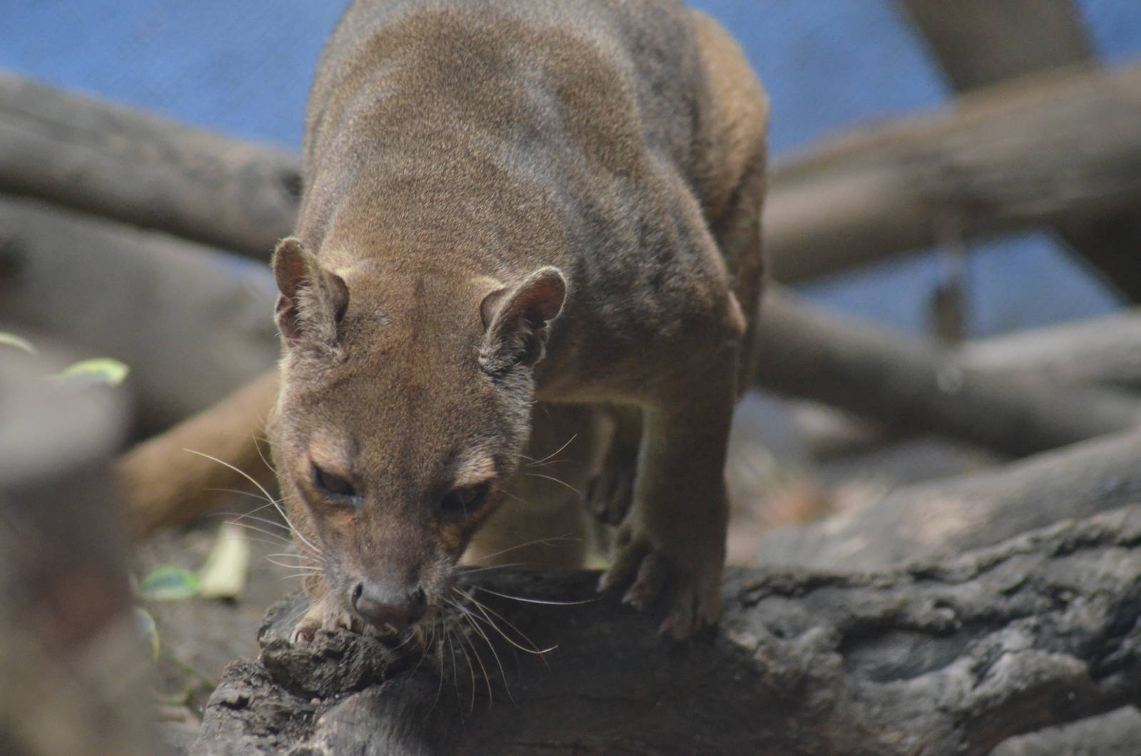 Fossa