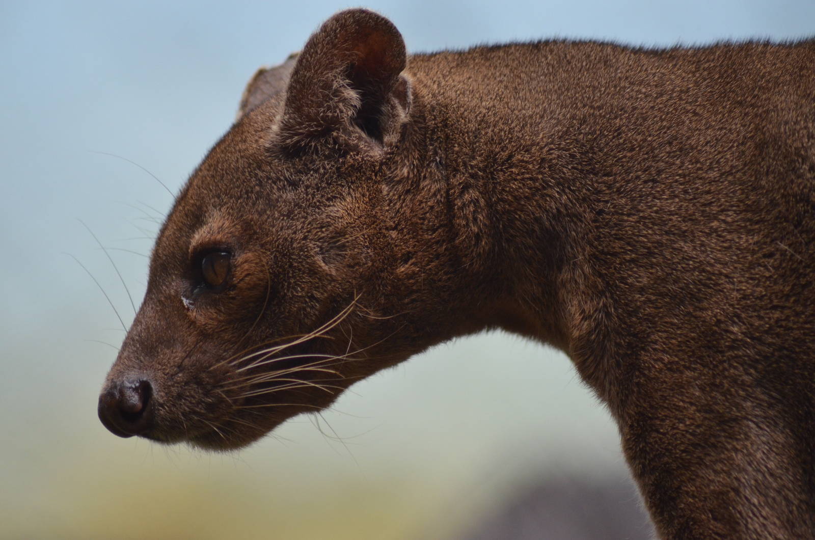 Fossa