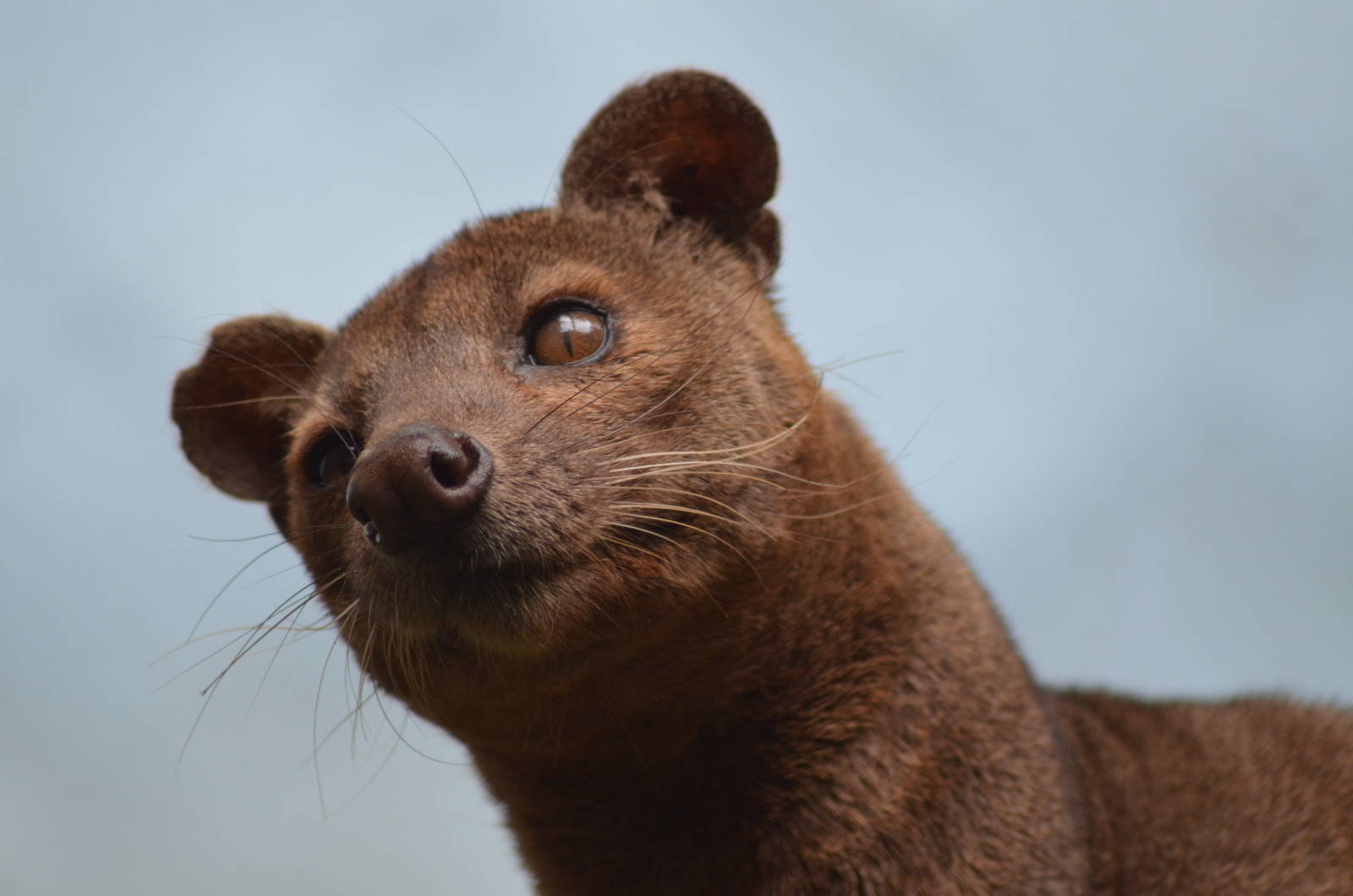 Fossa