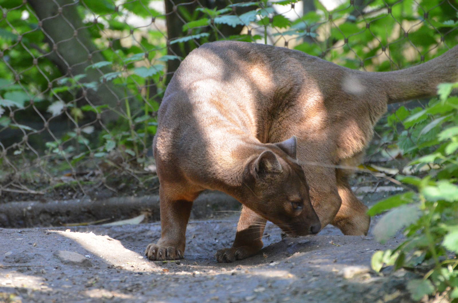 Fossa