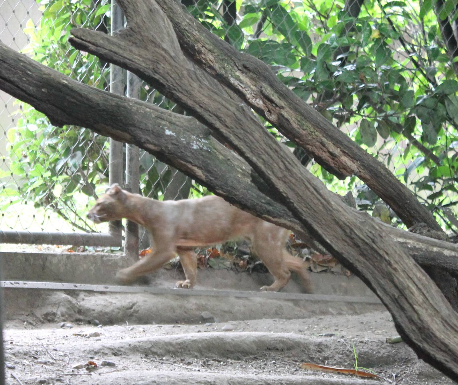 Fossa