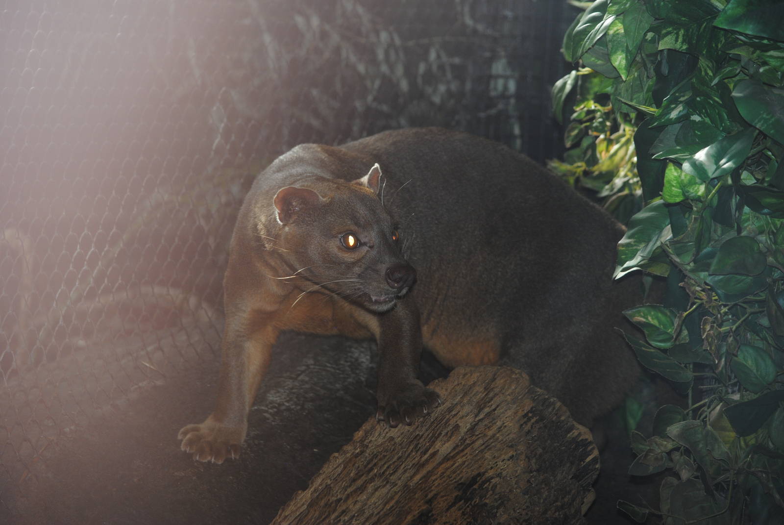 Fossa
