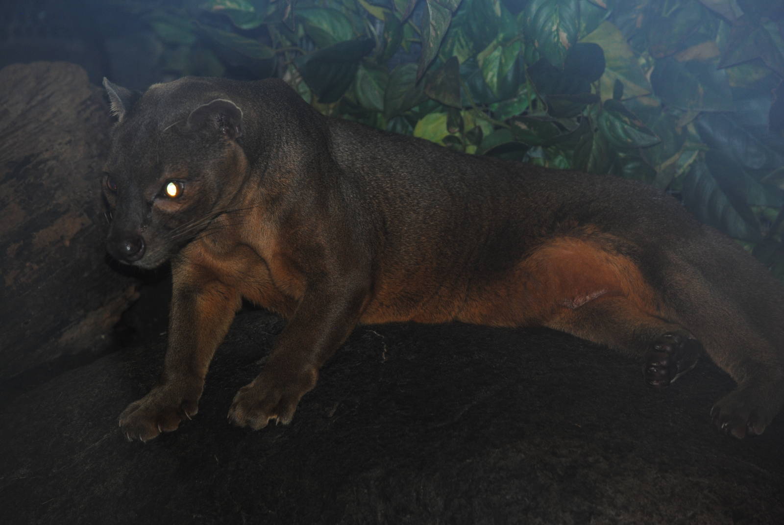 Fossa