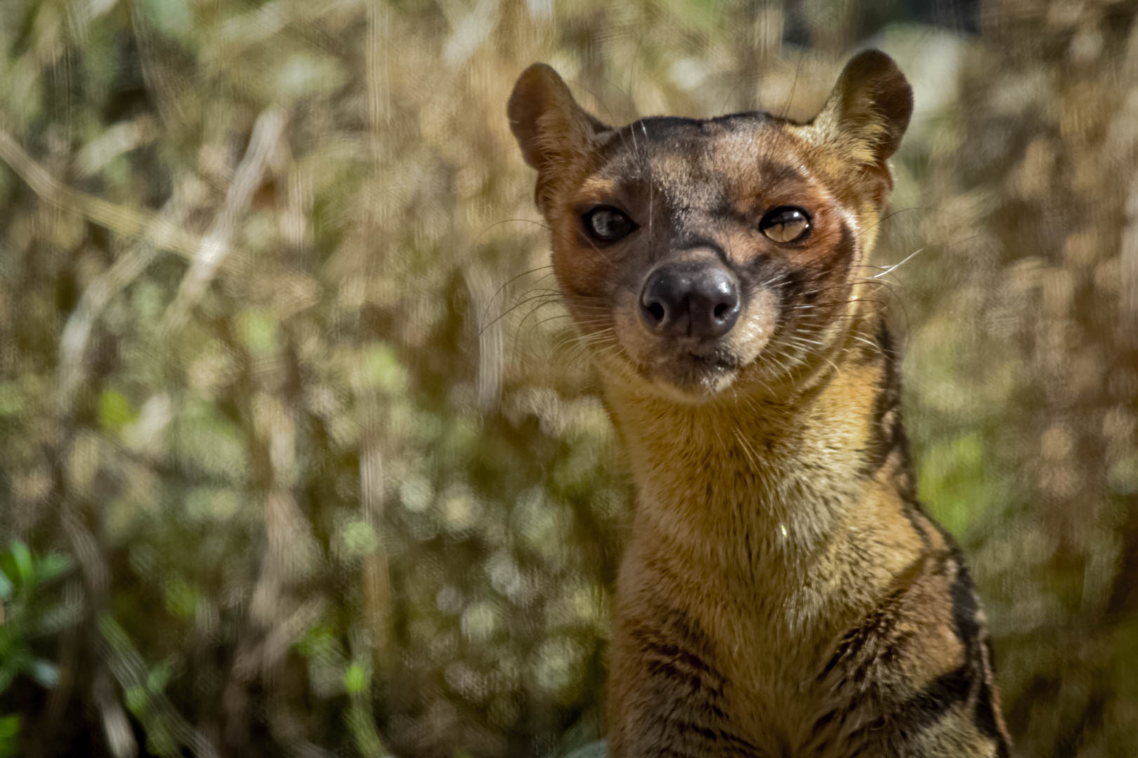 Fossa