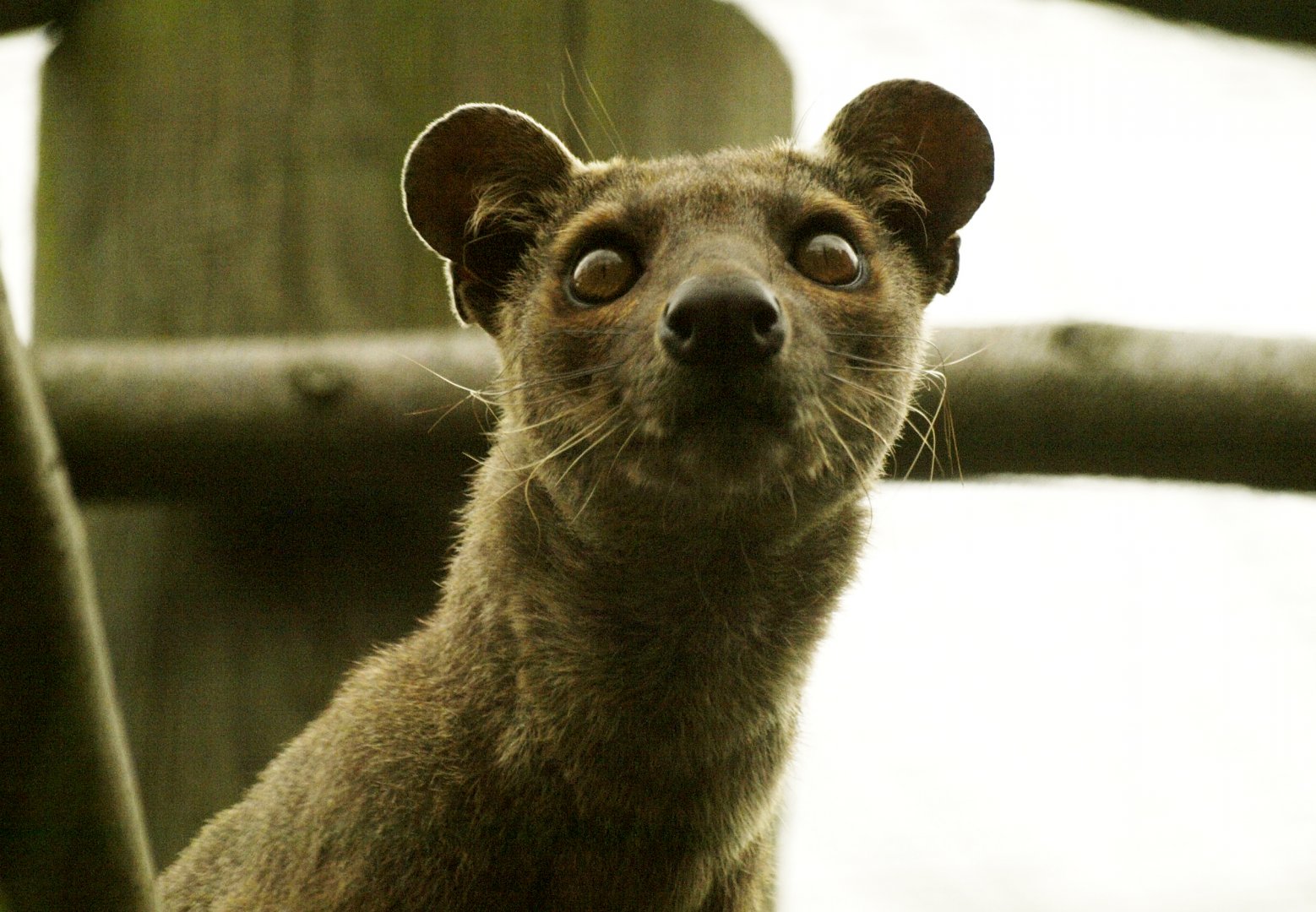 Fossa