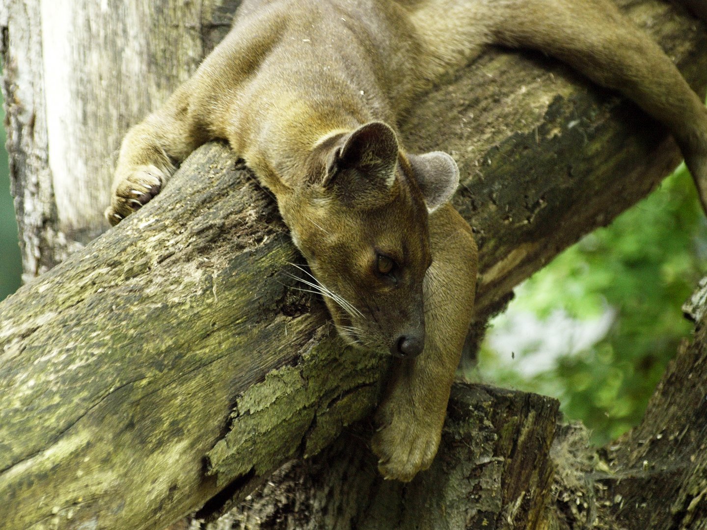 Fossa