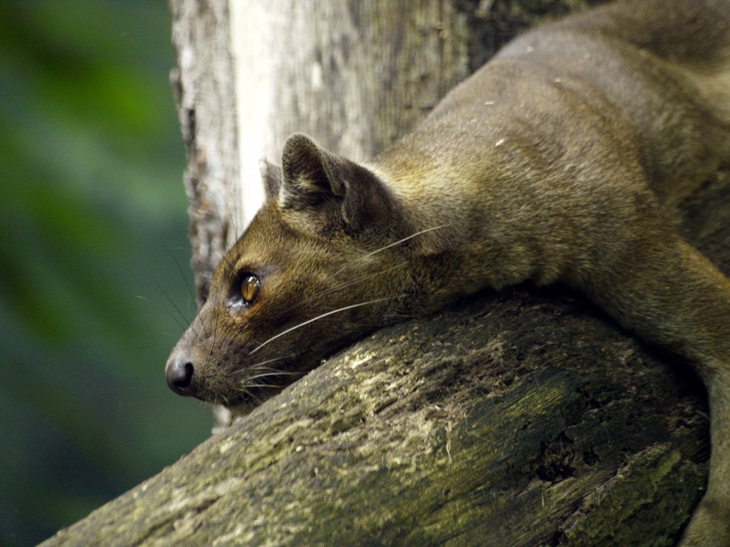 Fossa