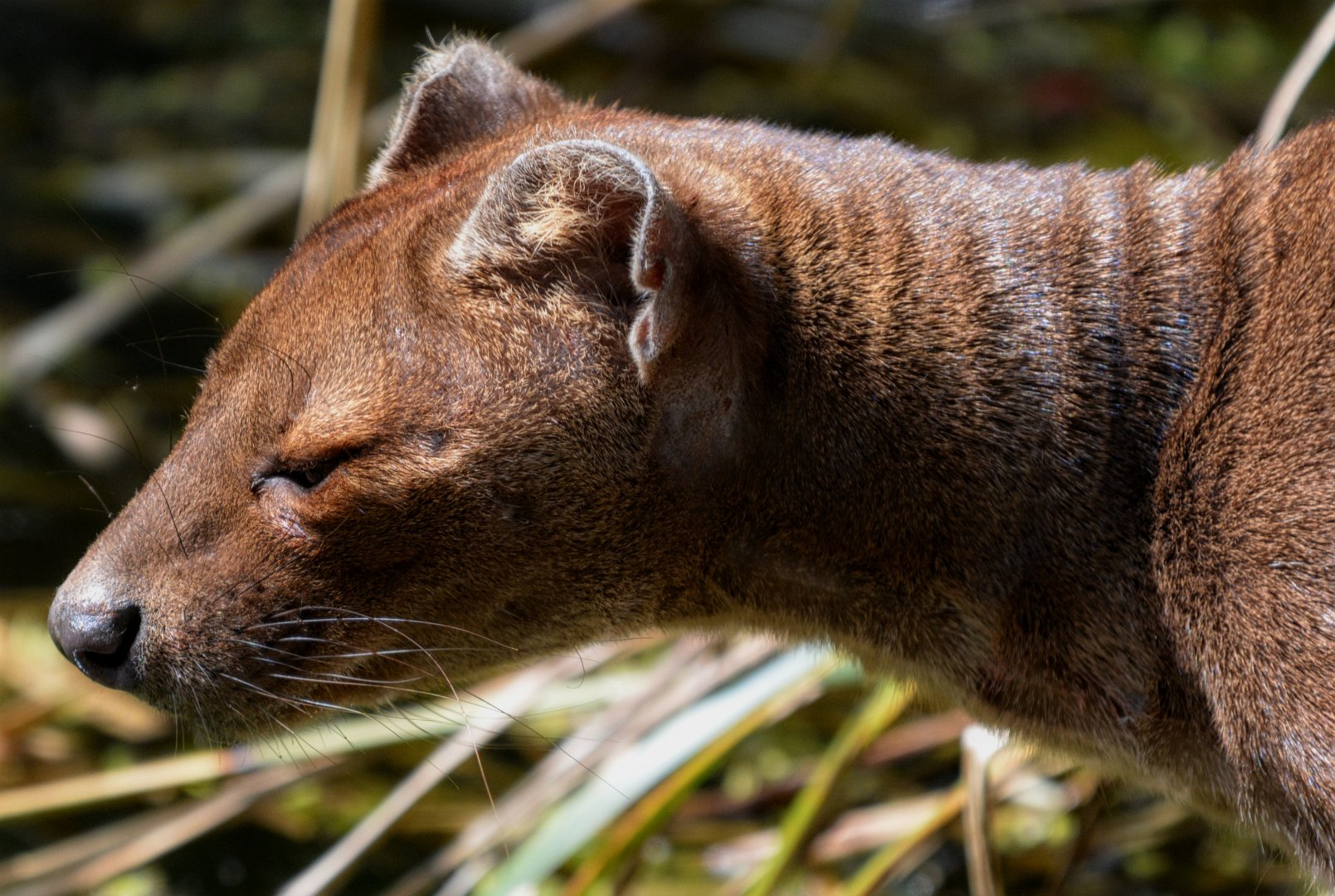 Fossa
