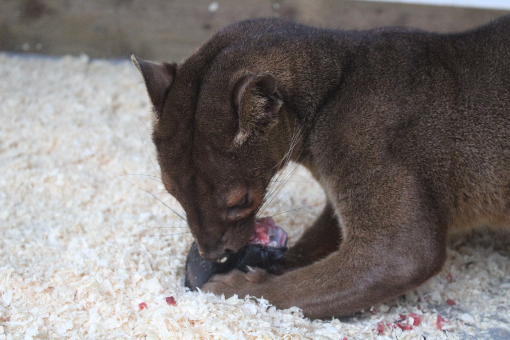 Fossa
