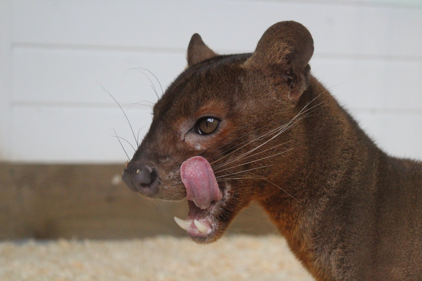 Fossa