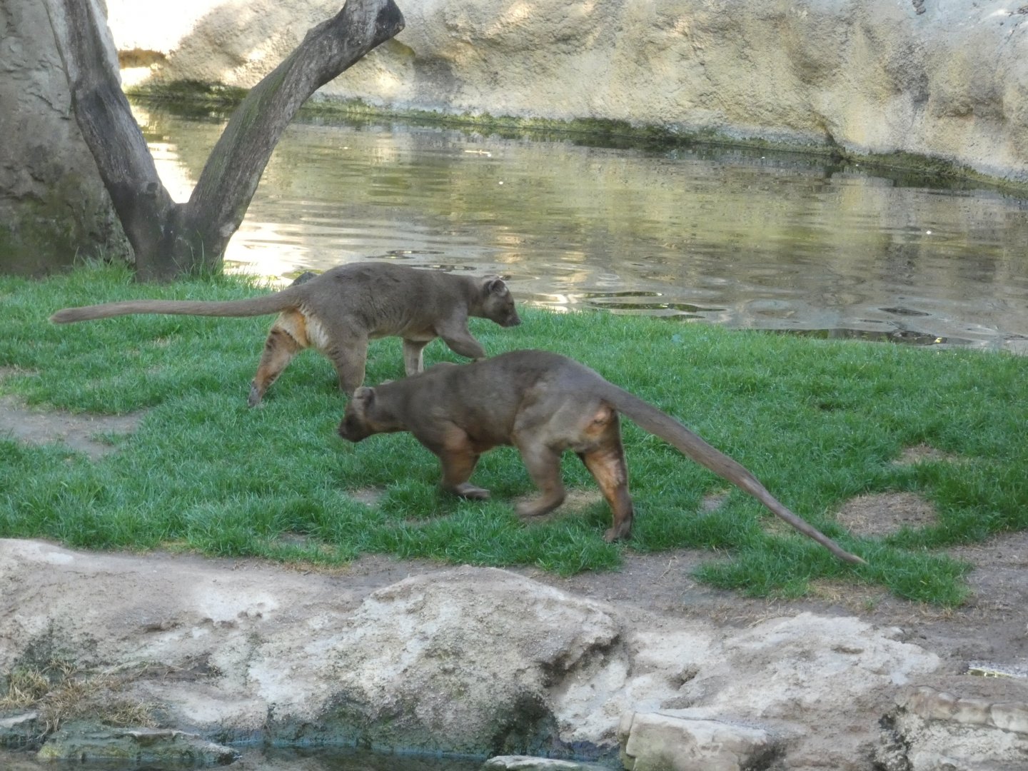 Fossa