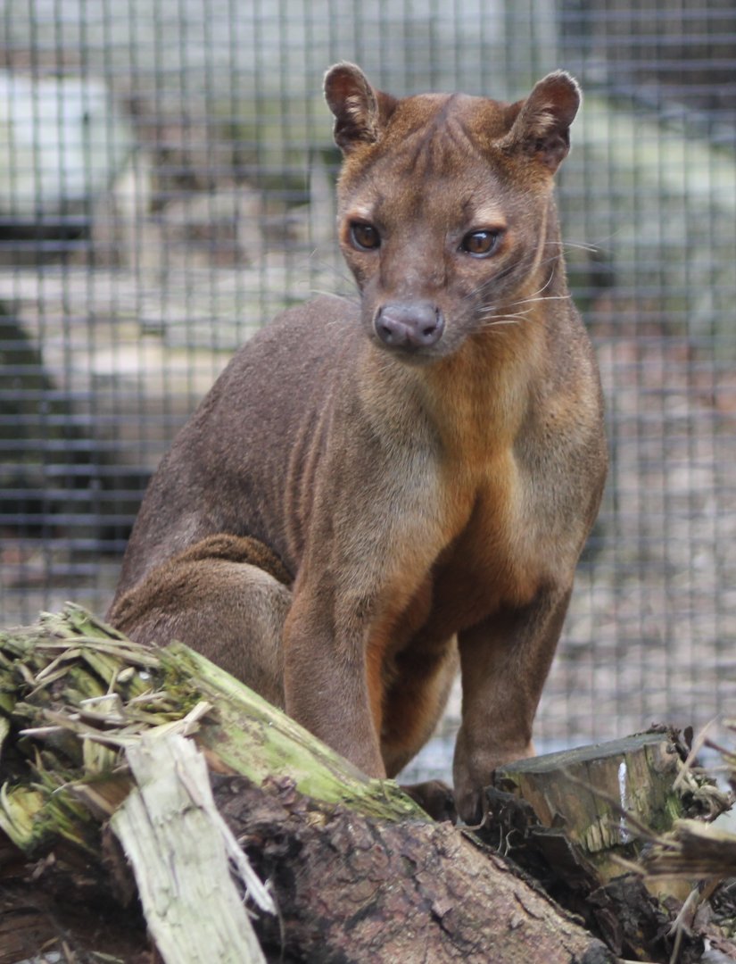 Fossa