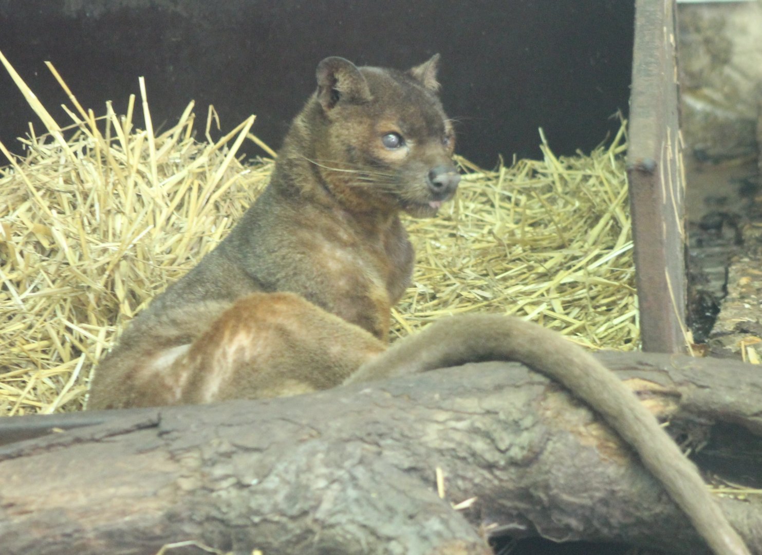 Fossa