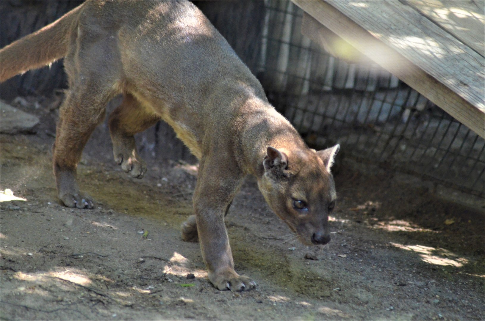 Fossa