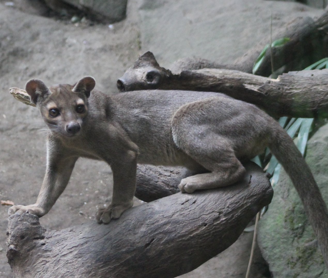 Fossa