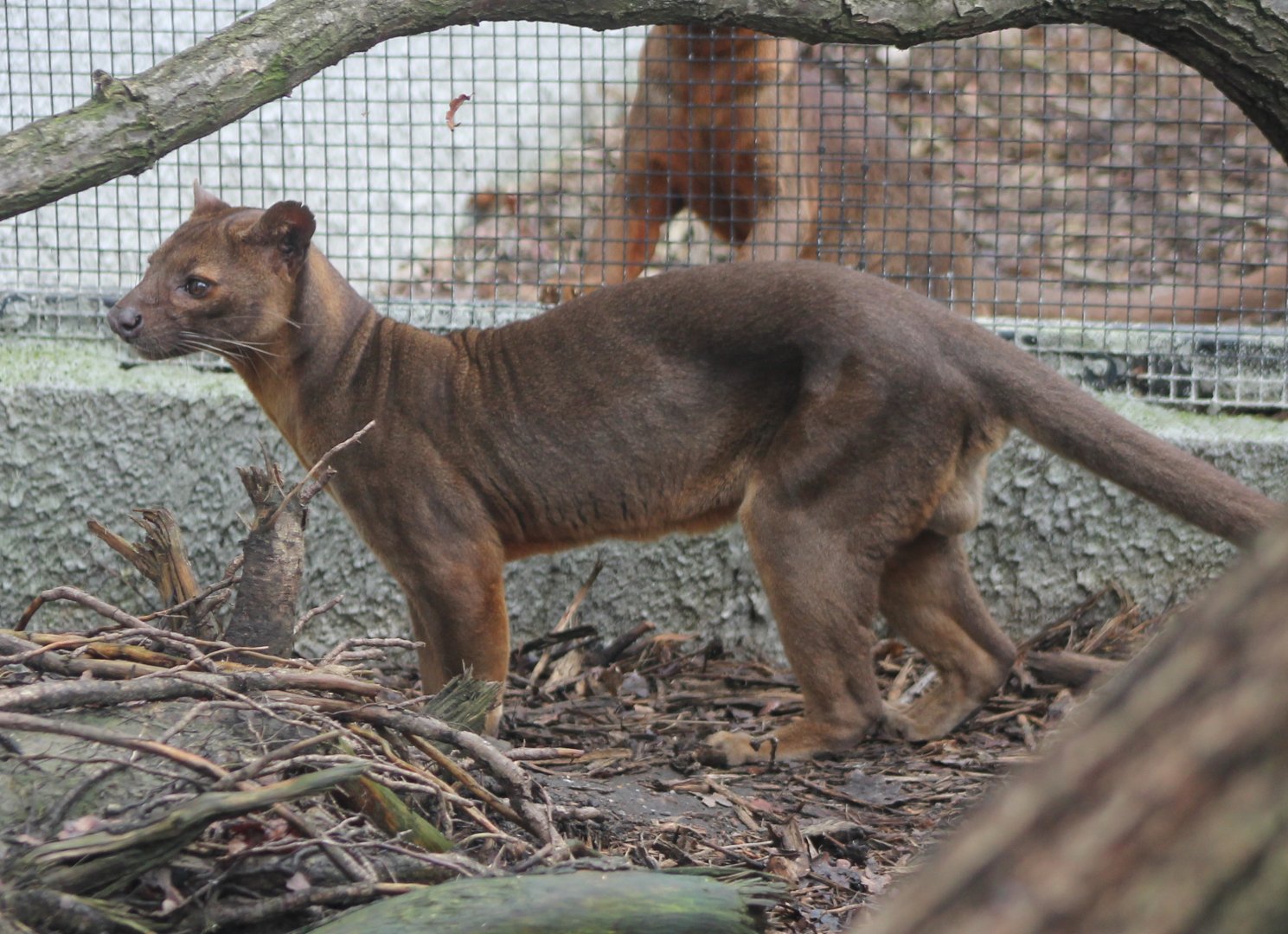 Fossa