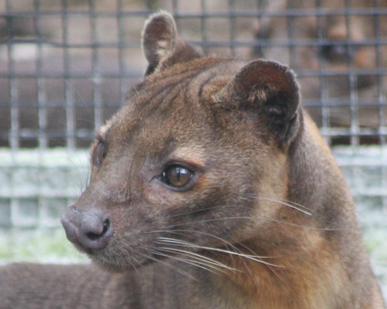 Fossa