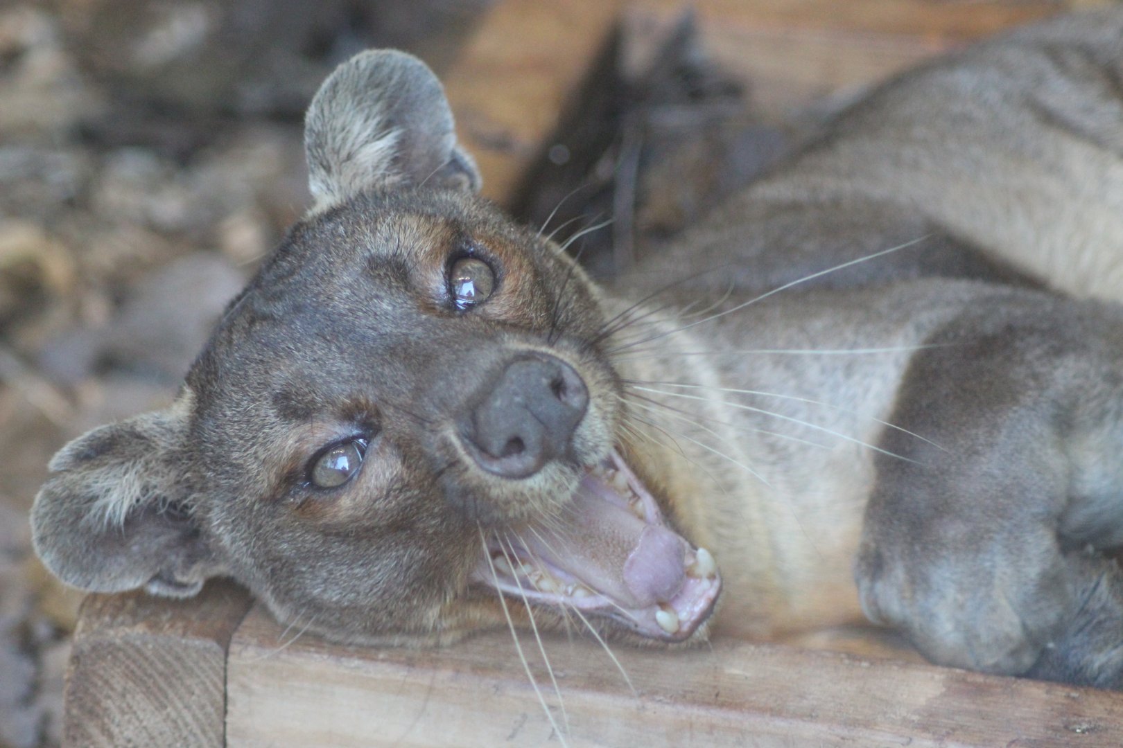 Fossa