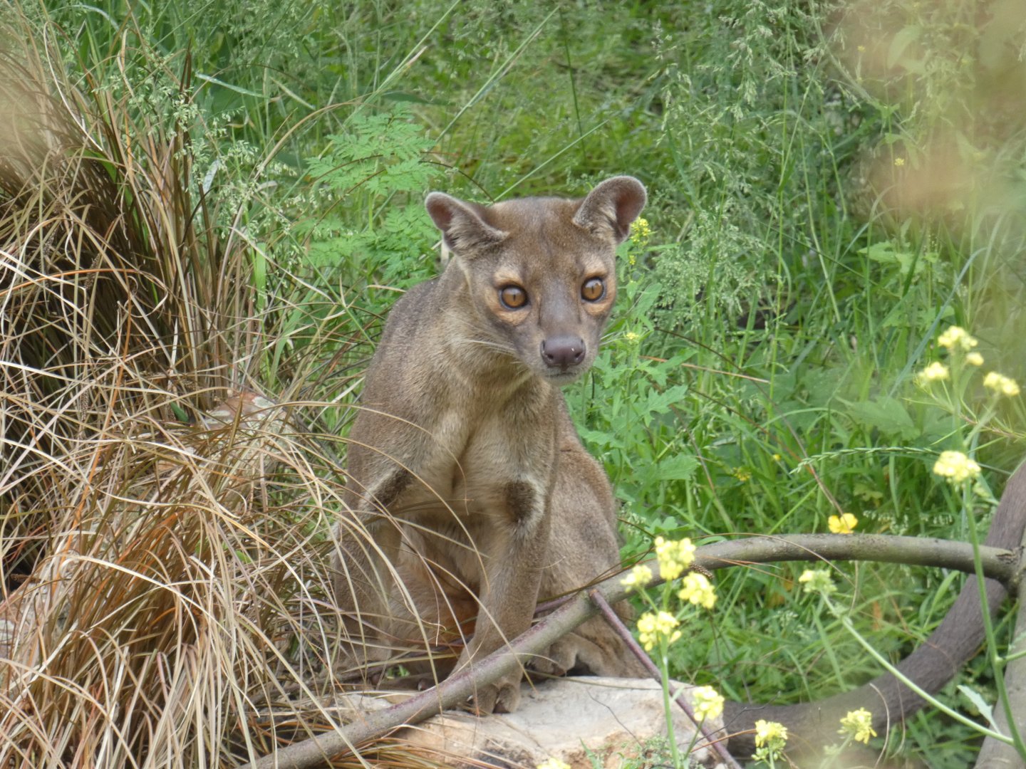 Fossa