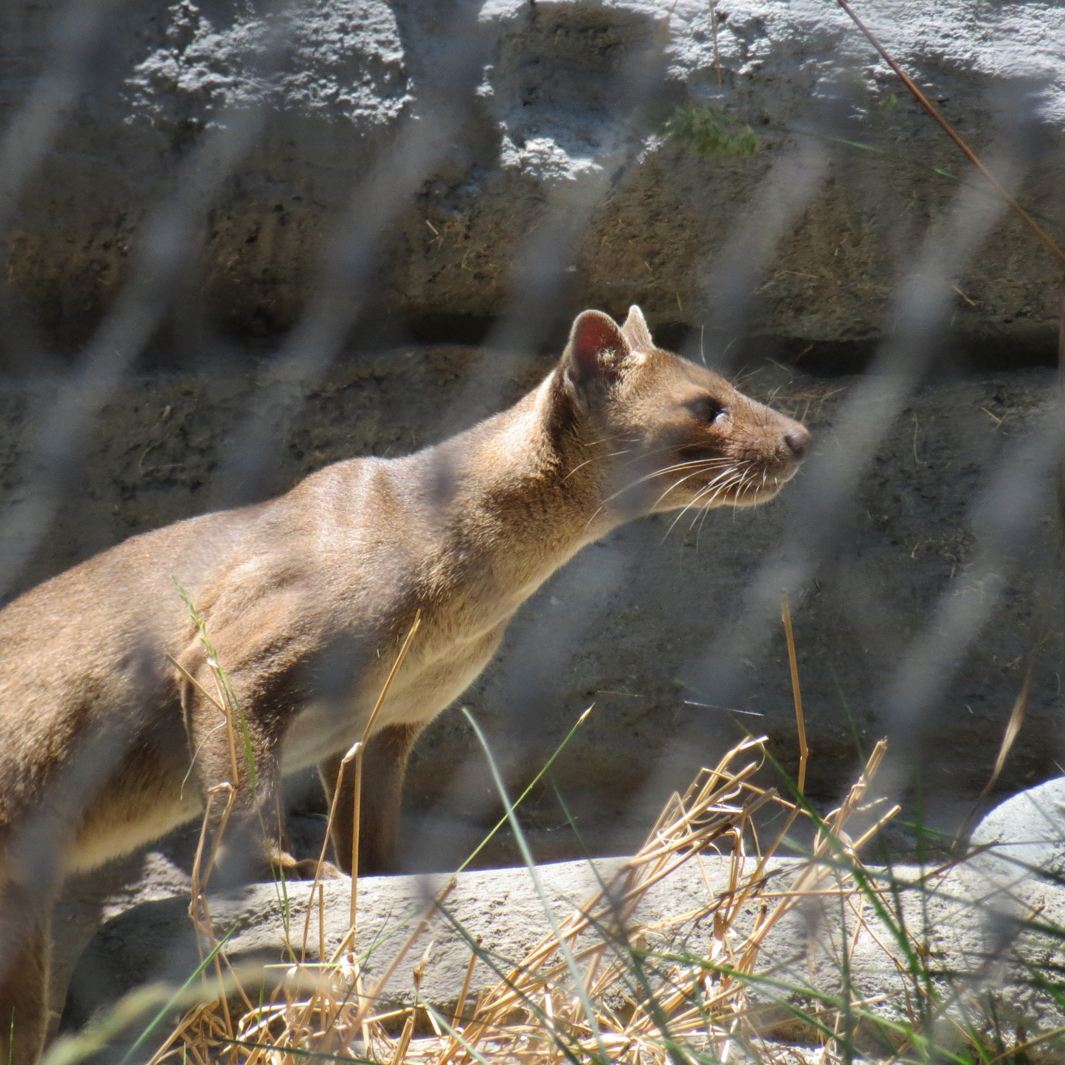 Fossa