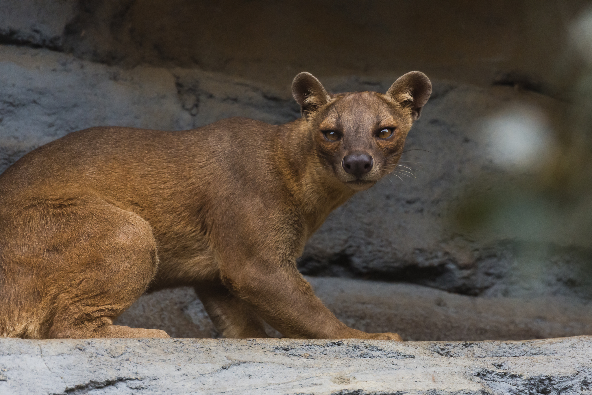 Fossa