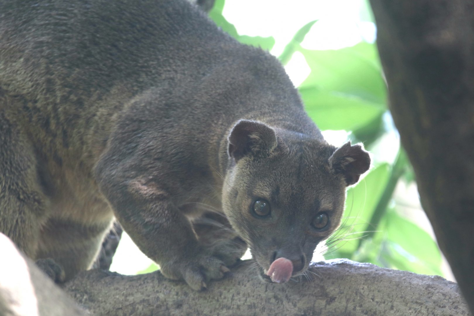 Fossa