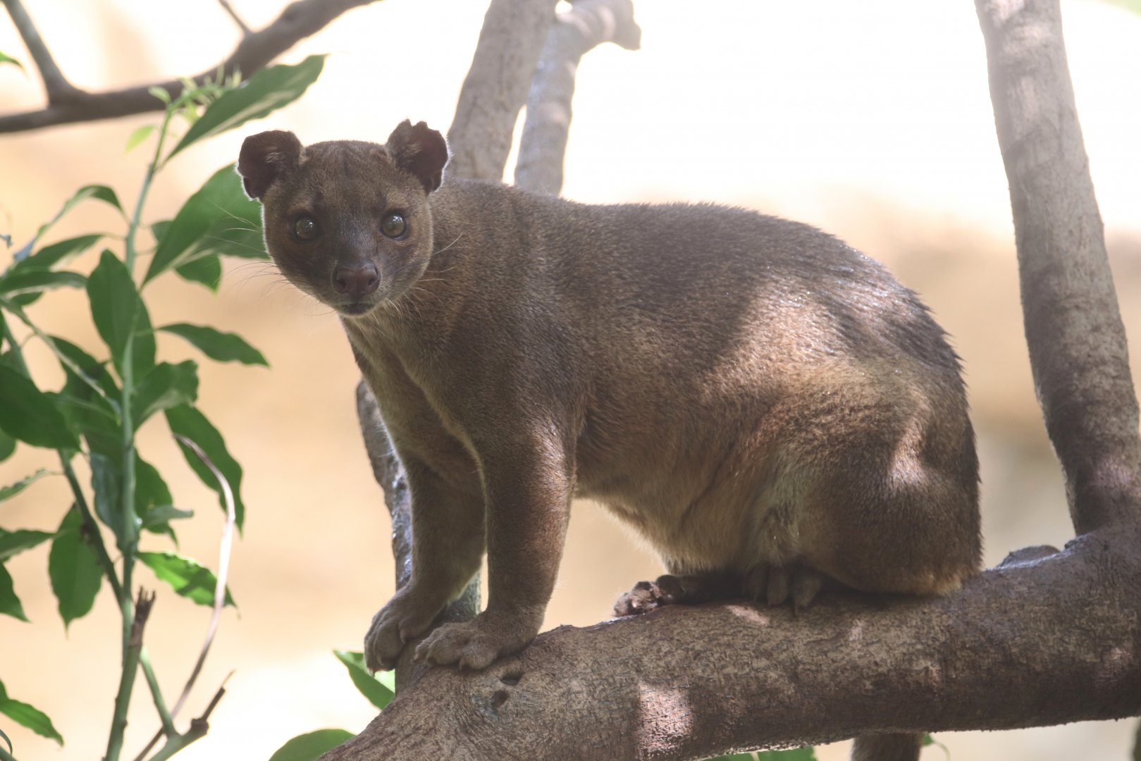 Fossa