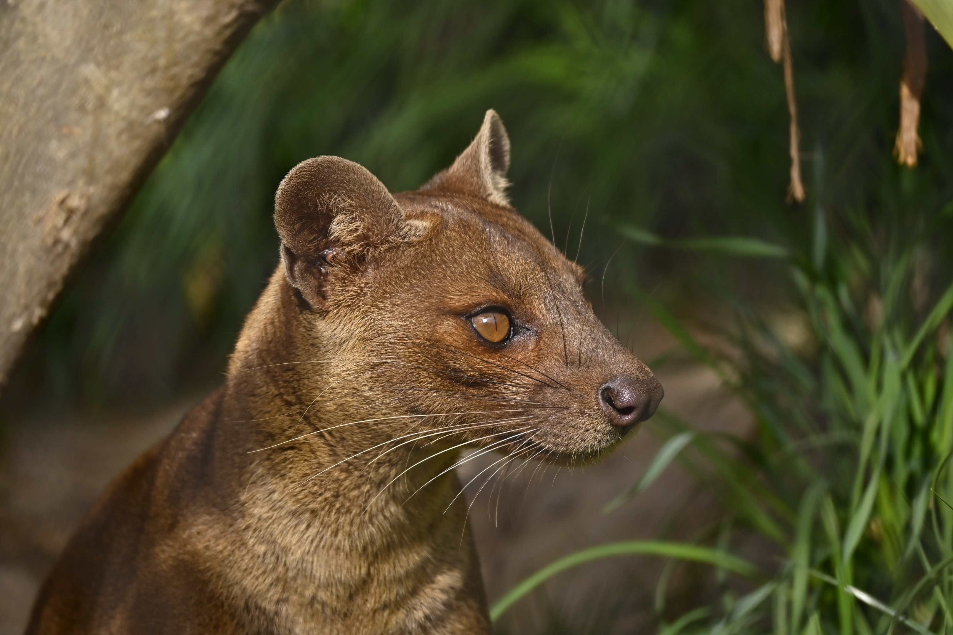 Fossa