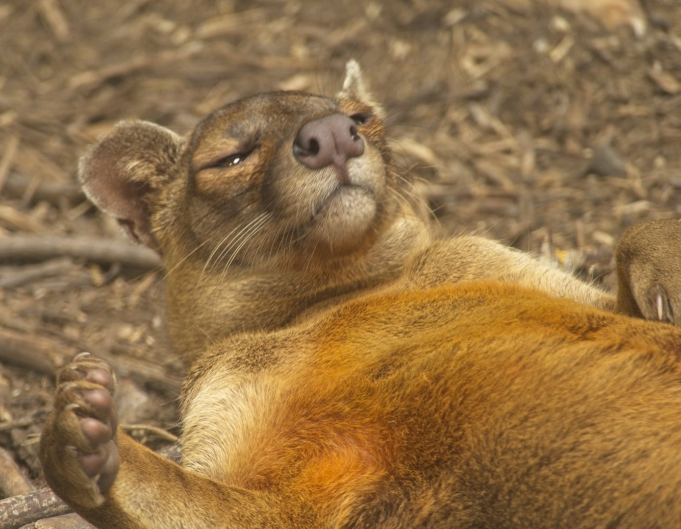 Fossa