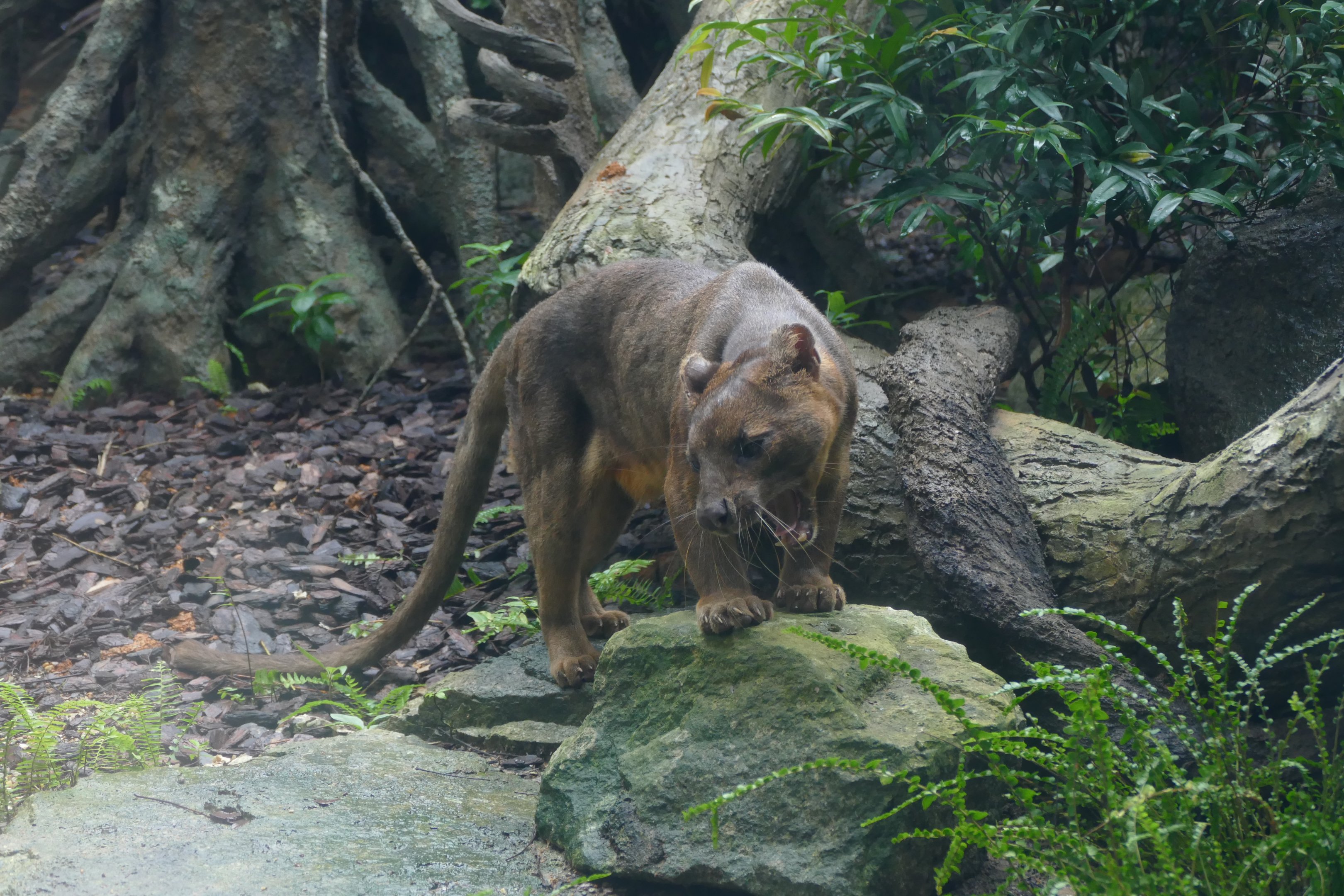 Fossa