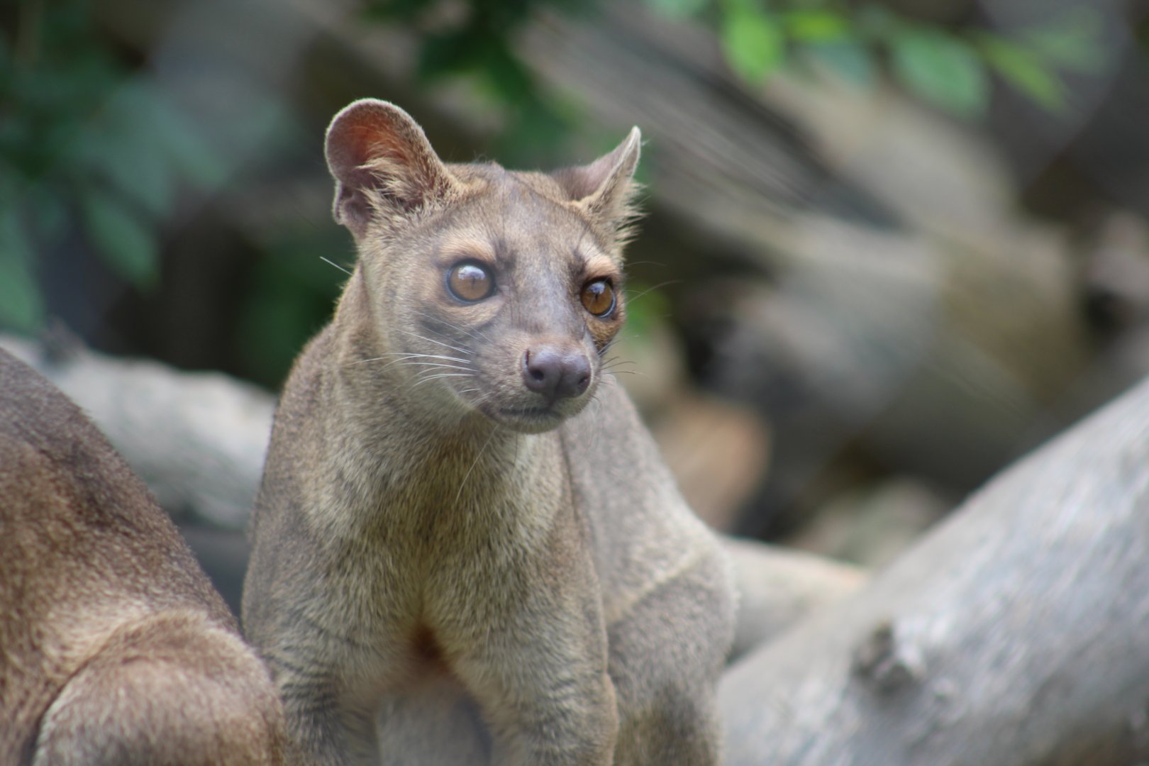 Fossa