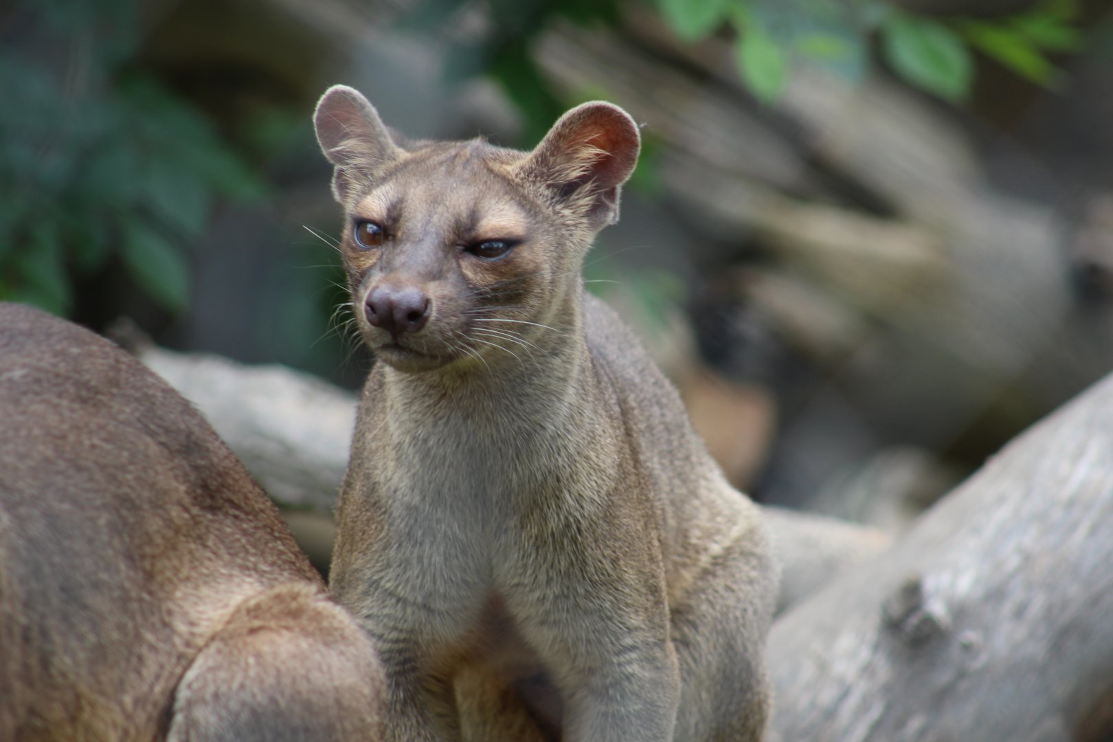 Fossa