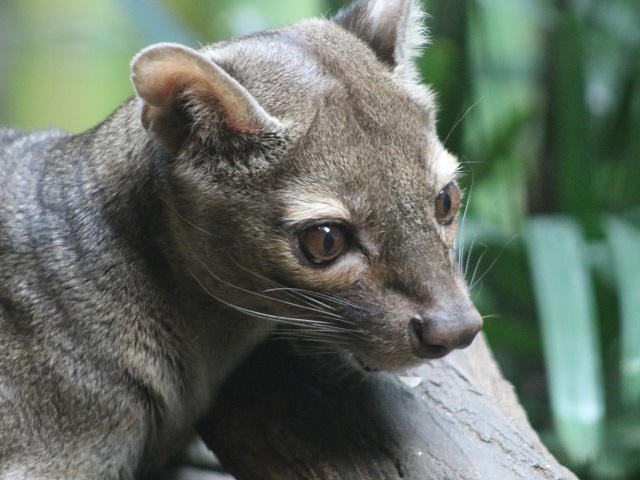 Fossa