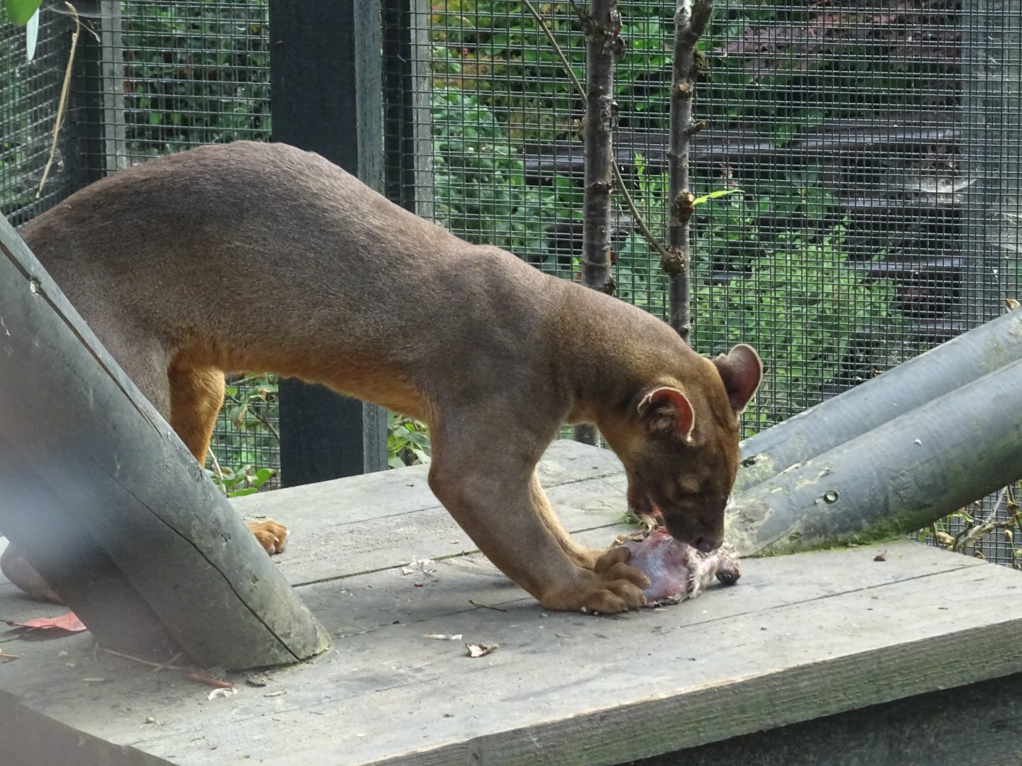 Fossa