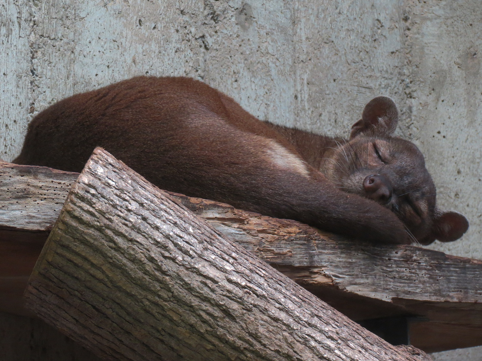 Fossa