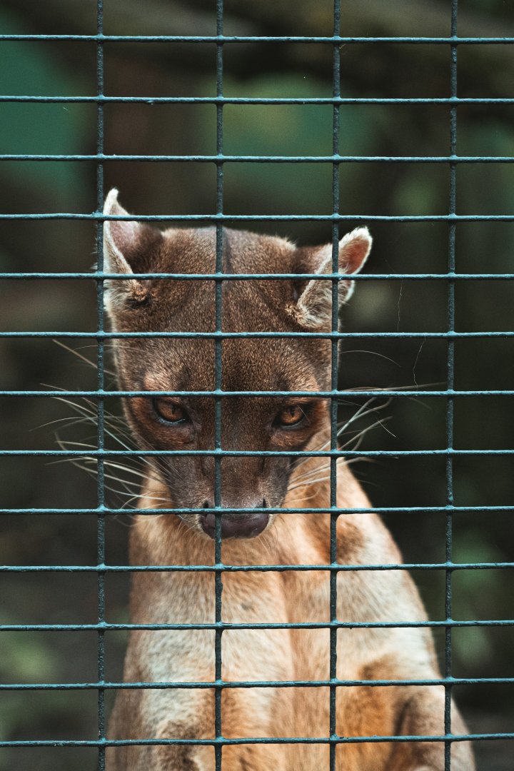 Fossa