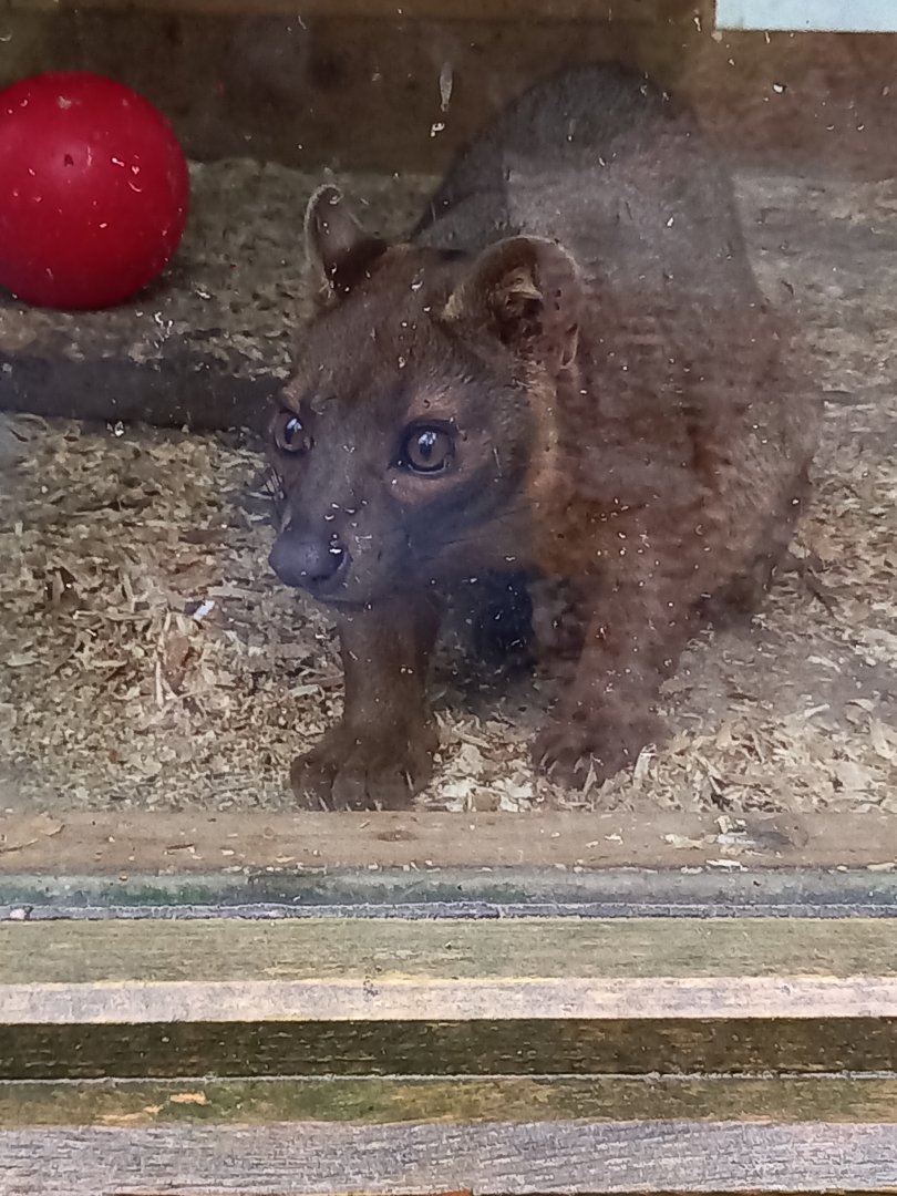Fossa