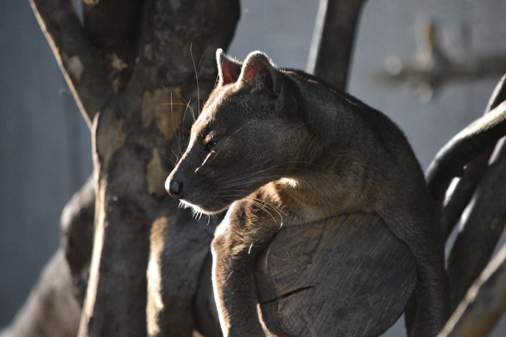 Fossa