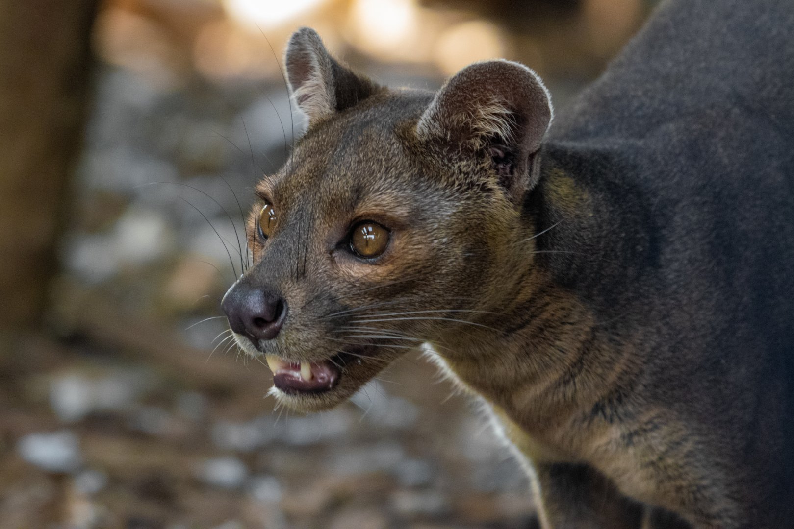 Fossa